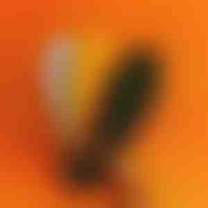 Ortopediniai vidpadžiai su masažo taškais | STEPEASE